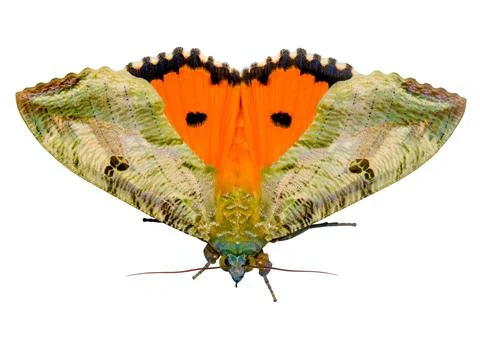 Fruit piercing moth Eudocima phalonia top shot angle. Isolated on white Stock Photos