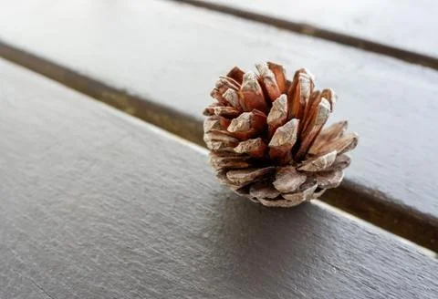 Fruit pine cone from coniferous tree on wooden background 스톡 사진