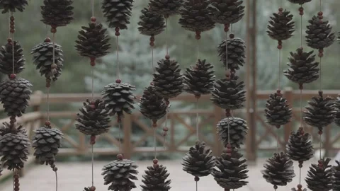 The fruit of the pine tree is hanging inside the rope Stock Footage 229187494