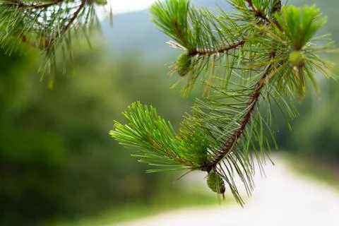 The fruit of a  pine tree 库存照片