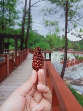 The fruit of the pine tree Stock Photos