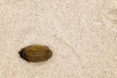 Fruit pit on the sand Фото
