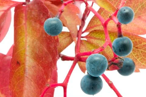 Fruit of a plant Stock Photos