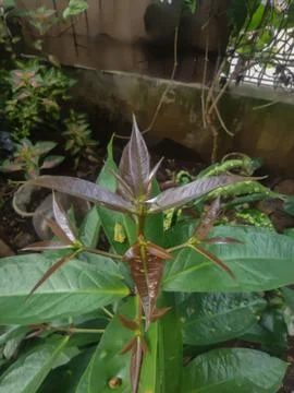 Fruit Plant 스톡 사진