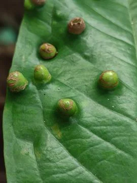 Fruit Plant Stock Photos