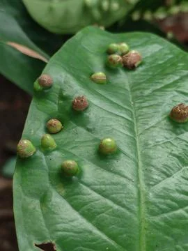 Fruit Plant 스톡 사진