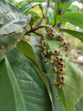 Fruit Plant Stock Photos
