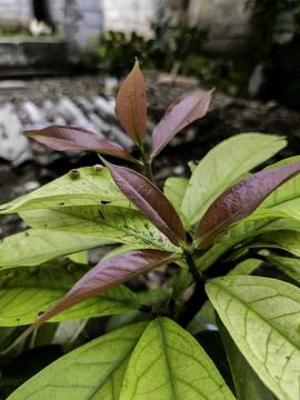 Fruit Plant 스톡 사진