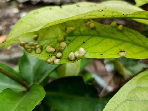 Fruit Plant 스톡 사진