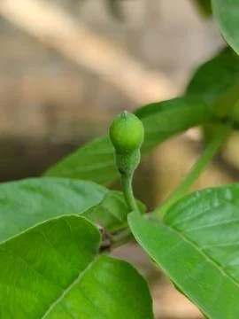 Fruit Plant Stock Photos
