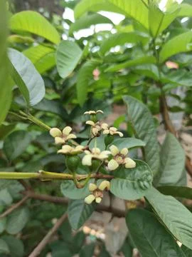 Fruit Plant 스톡 사진
