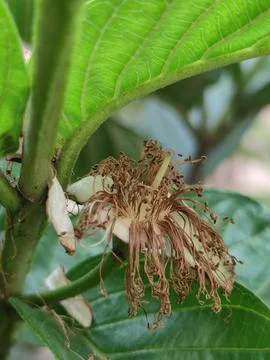 Fruit Plant 스톡 사진