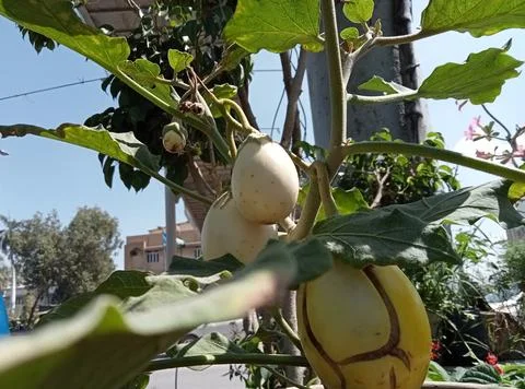 Fruit Plant  库存照片