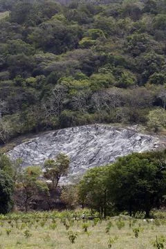 A fruit plantation emerging on a plot of cleared forest area, Dambulla, Sri Lank Fotos de archivo