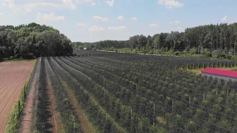 Fruit plantation Stock Footage 171562746