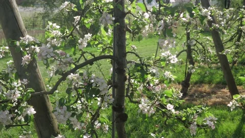 Fruit plantation with many rows low trunk apples Stock-Footage 132729328