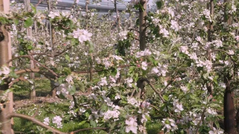 Fruit plantation with many rows low trunk apples Stock-Footage 132731055