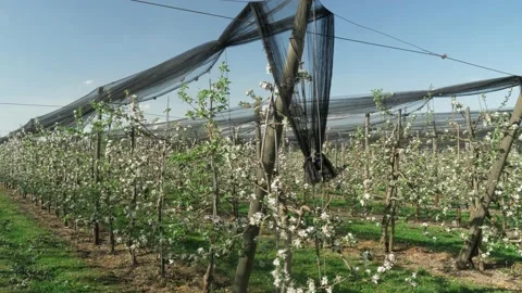 Fruit plantation with many rows low trunk apples Vídeo Stock 132732050