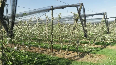 Fruit plantation with many rows low trunk apples Stock-Footage 132732603