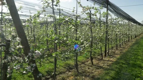 Fruit plantation with many rows low trunk apples Stock-Footage 132733291
