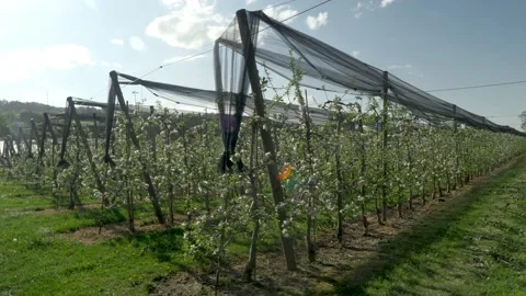 Fruit plantation with many rows low trunk apples Stock-Footage 132733324