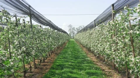 Fruit plantation with many rows low trunk apples Stock-Footage 132733858