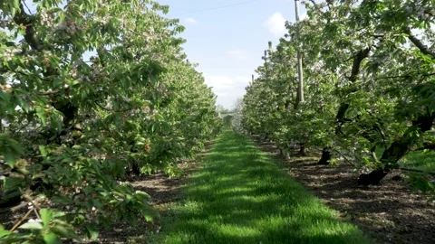 Fruit plantation with many rows low trunk apples Stock-Footage 132734535