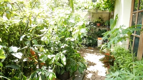 Fruit plants in pots Stock Footage 223310569