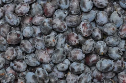 Fruit plums Foto stock