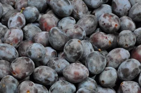 Fruit plums Stock Photos