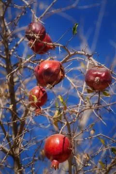Fruit pomegranate background Stock Photos