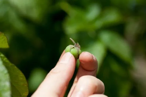 Fruit of potato Stock Photos