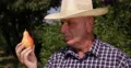 Fruit Producer Examine Carefully Close Up Pear Ecological Bio Orchard Production 4k or 4k+ Resolution