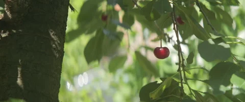 Fruit of Prunus cerasus in tree shadow 5.7K video Stock Footage 311973942