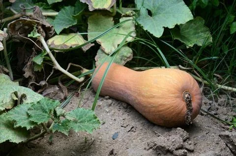 The fruit of the pumpkin in the currant Stock Photos