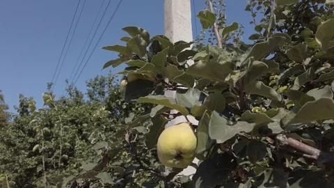 Fruit Quince. Quince tree. The camera moves away from the tree. Video stock 115788101