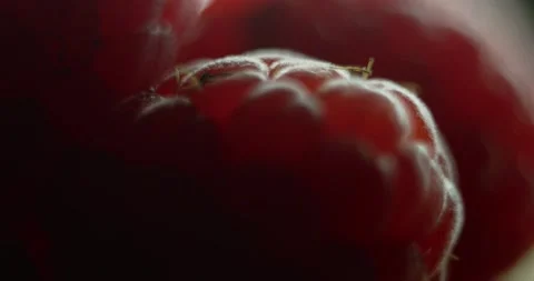Fruit Raspberry Stock Footage 162422991