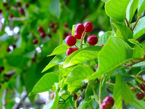 The fruit of the red cherry is close-up. Foto stock