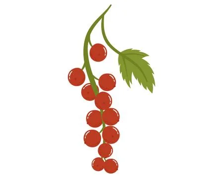 Fruit red currant in cartoon hand drawn simple style. Editable variable color Stock Illustration
