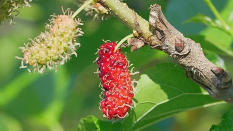 The fruit of red mulberry on mulberry tree, Mulberry leaves food for silkworms. Stock Footage 235958413