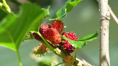 The fruit of red mulberry on mulberry tree, Mulberry leaves food for silkworms. Stock Footage 235958435