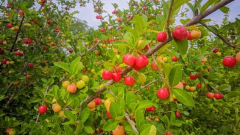 Fruit red 库存照片