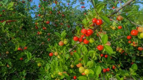 Fruit red Foto stock