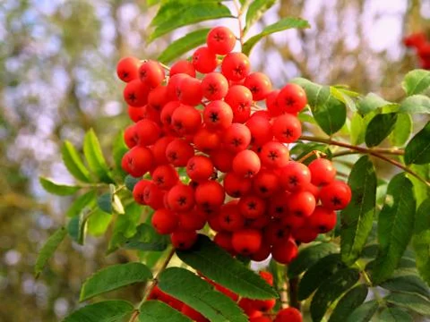 Fruit of red rowan Stock Photos