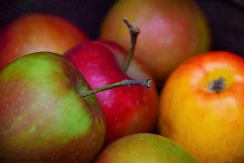 The fruit of a ripe apple Stock Photos