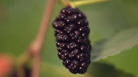 The fruit of a ripe mulberry tree. Stock Footage 313299784