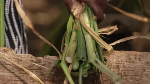 Fruit Ripening on Tree Branch Close-Up Kenya Stock Footage 333217113