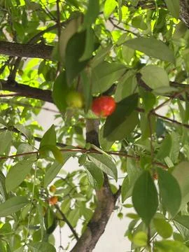 Fruit Ripening on a Tree Stock Photos