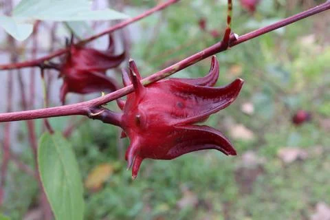 Fruit of Roselle. Stock Photos