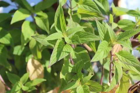 Fruit sage in the garden Stock Photos